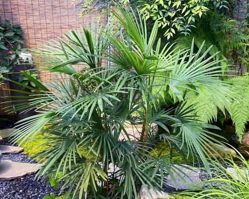 大叶子观培观赏植物有哪些？如何选择和养护大叶子植物？