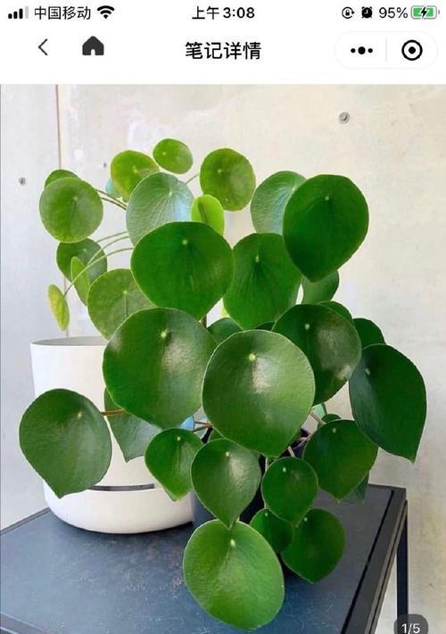 大叶子观培观赏植物有哪些？如何选择和养护大叶子植物？