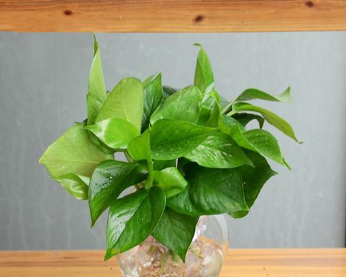 大叶子观培观赏植物有哪些？如何选择和养护大叶子植物？
