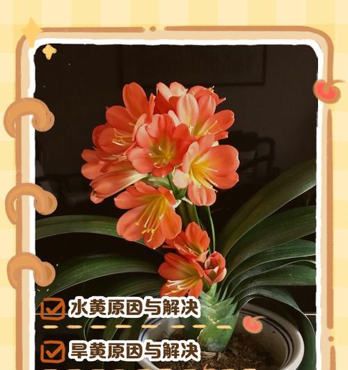 君子兰长出黄色长叶的原因是什么？