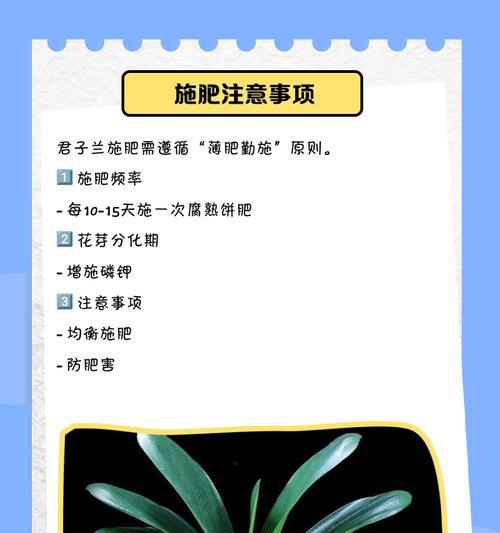 君子兰长出黄色长叶的原因是什么？