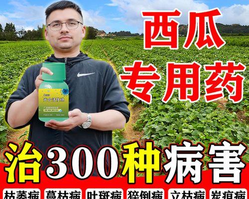 西瓜叶子发黄的原因及解决方法是什么？