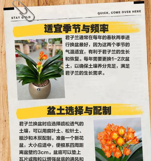 君子兰盆选择标准是什么？