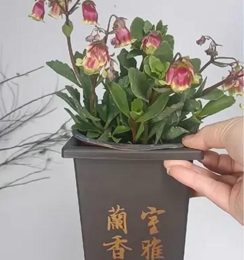 君子兰盆选择标准是什么？