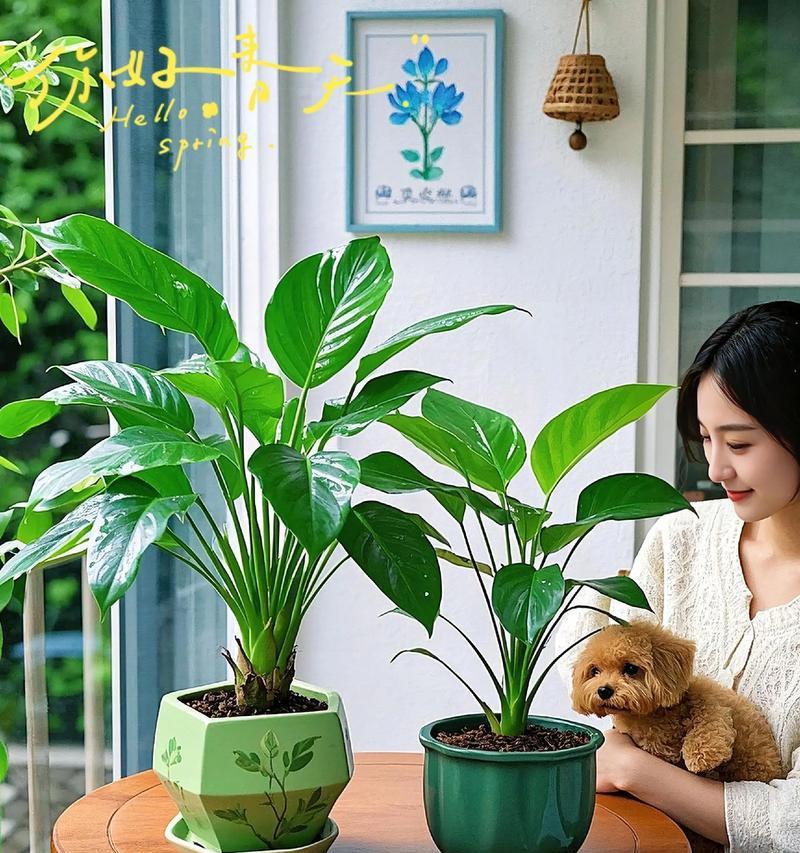 金钻叶子中间发黄的原因是什么？