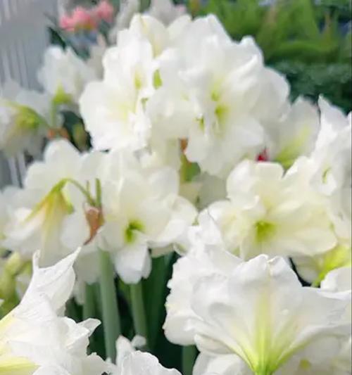 朱顶红通常在什么时候开花？