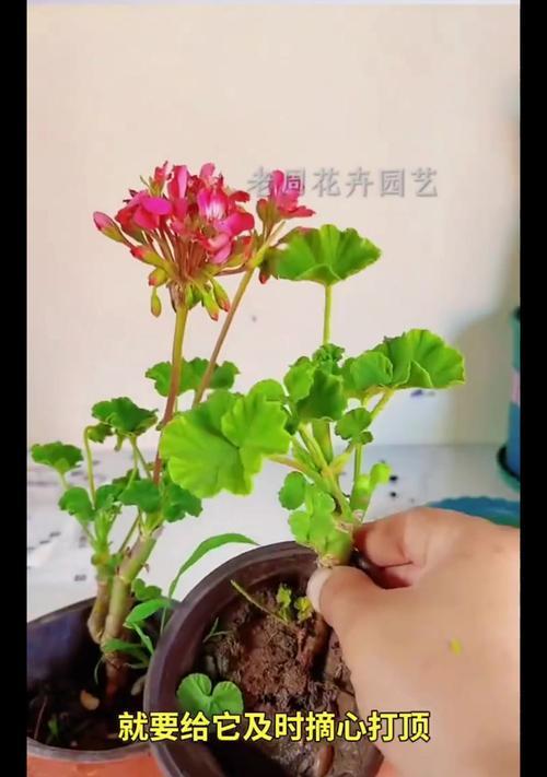 如何养护天竺葵使其开出更多花朵？
