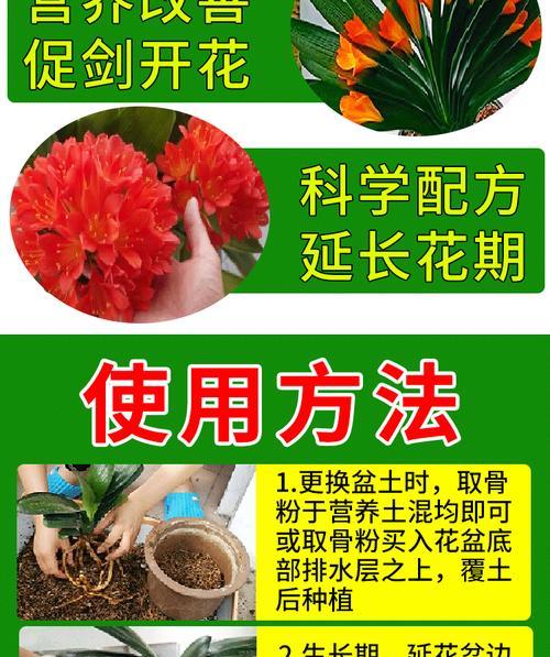 君子兰冬天施什么肥料最好用？如何正确施肥？