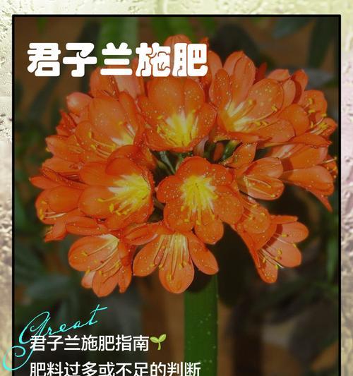 君子兰冬天施什么肥料最好用？如何正确施肥？