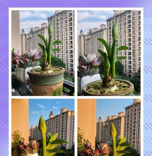 白金朱顶红是什么品种？它的特点和养护方法是什么？