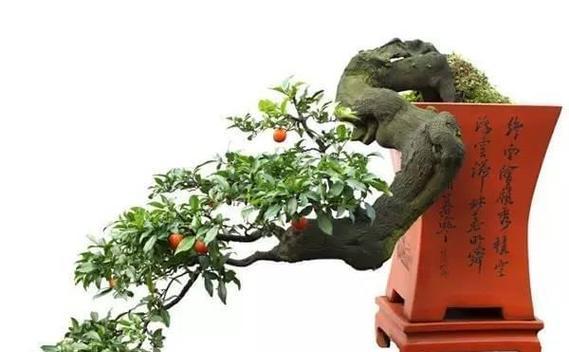 紫檀飘枝盆景的养护技巧有哪些？