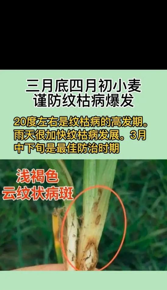 自制麦子花肥料的方法是什么？使用自制肥料有哪些好处？