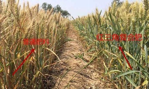 自制麦子花肥料的方法是什么？使用自制肥料有哪些好处？