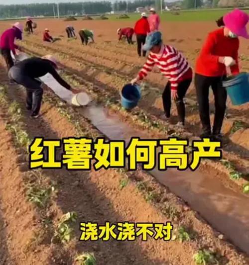 种白薯时如何正确浇水？