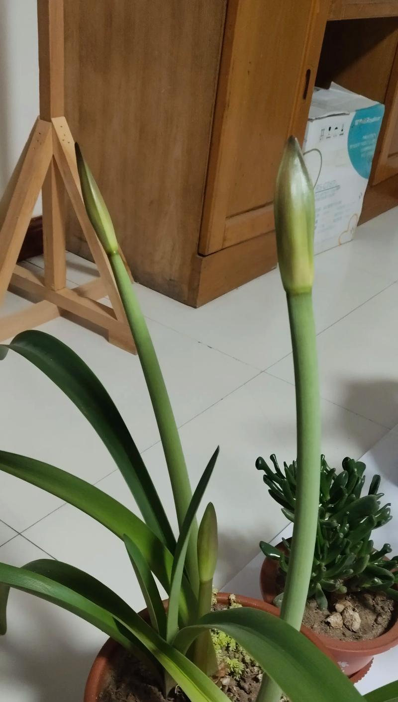 大头兰朱顶红种子的特征是什么？如何正确种植朱顶红？