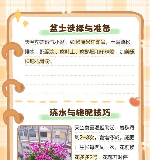 方形花盆中天竺葵的养护技巧是什么？