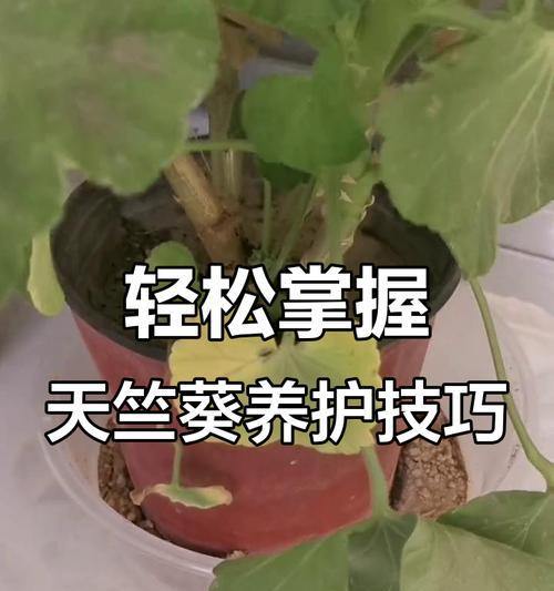 方形花盆中天竺葵的养护技巧是什么？