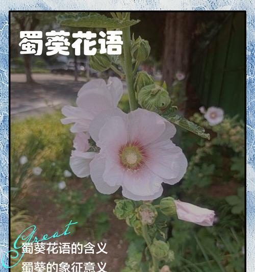 蜀葵江苏播种的最佳时间是什么时候？