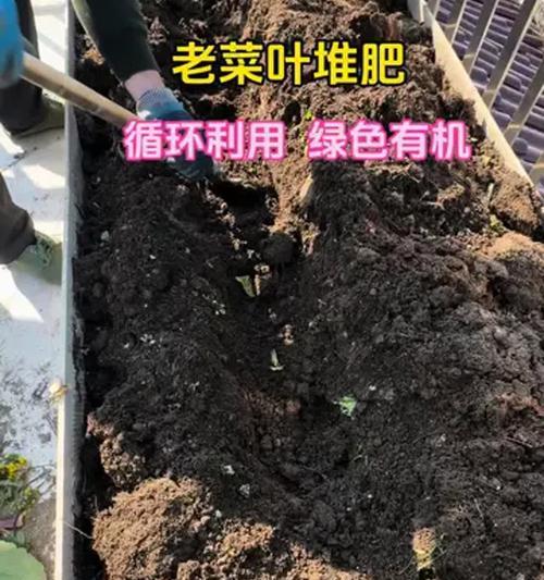 病菜施肥的正确技巧有哪些？
