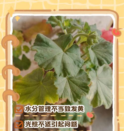 如何防止天竺葵过度生长？