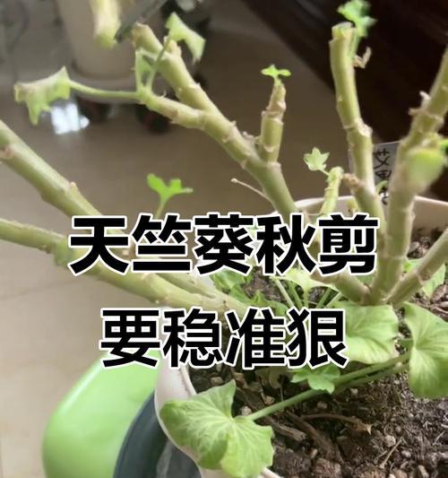 大苗天竺葵修剪技巧是什么？怎样修剪更美观？