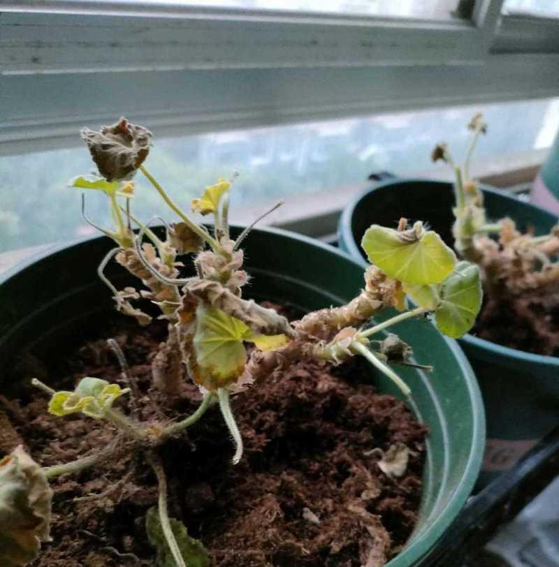 大苗天竺葵修剪技巧是什么？怎样修剪更美观？