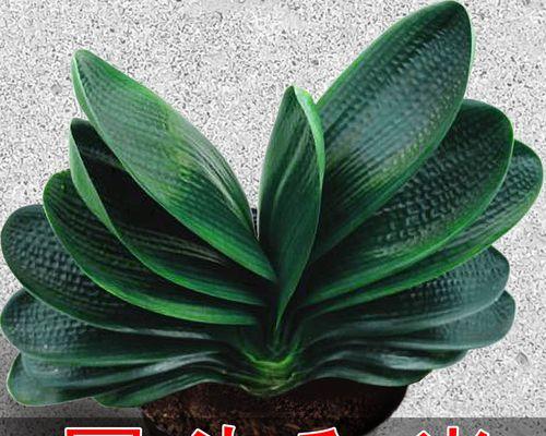 君子兰夏季适宜使用哪种盆栽？