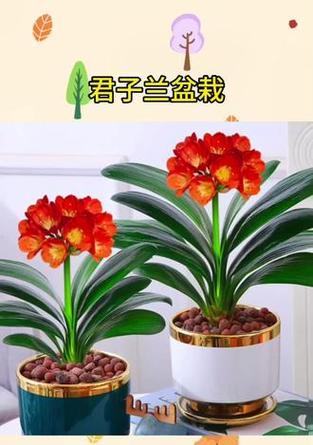 君子兰夏季适宜使用哪种盆栽？