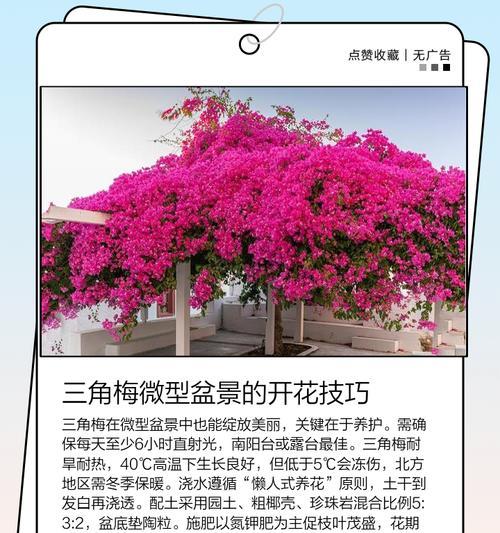三角梅盆景造型技巧有哪些？