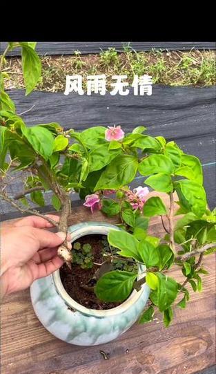 三角梅盆景造型技巧有哪些？
