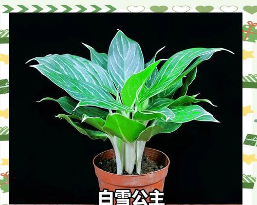 能活五六年的观赏植物有哪些？它们的养护要点是什么？