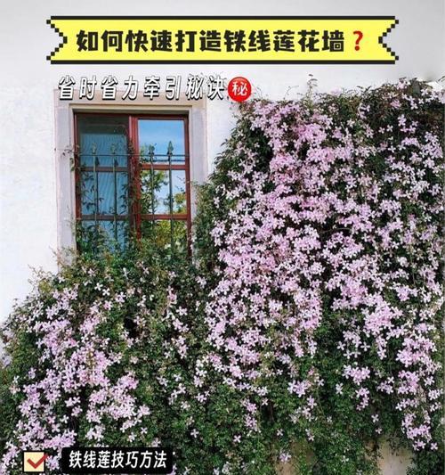 如何培养铁线莲使其分枝增多？