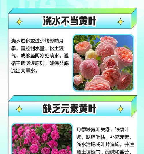 月季底端裂开的原因及解决方法是什么？