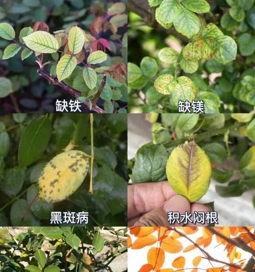月季底端裂开的原因及解决方法是什么？