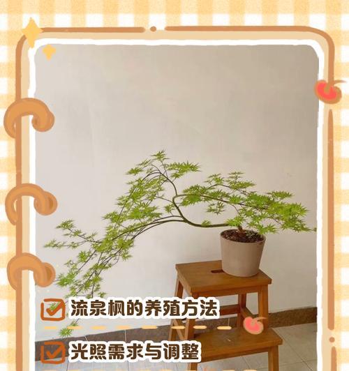 重林枫树盆景养殖方法是什么？