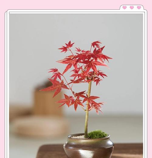 重林枫树盆景养殖方法是什么？