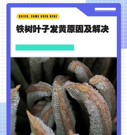 太空铁龙血树叶子发黄怎么办？如何预防和处理？