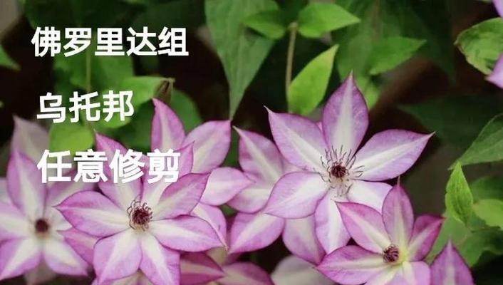 7月份铁线莲的正确修剪方法是什么？