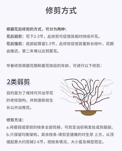长瓣铁线莲夏天根部怎么降温？如何保证其生长健康？