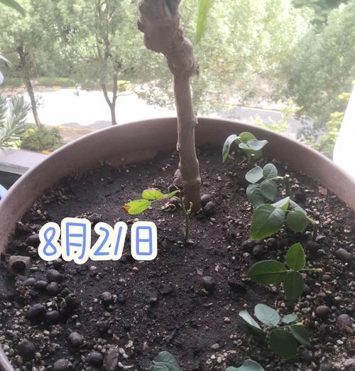 中小苗月季如何养根？
