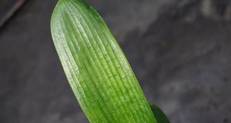 君子兰子代苗与普通苗有何区别？