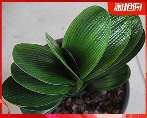 君子兰子代苗与普通苗有何区别？
