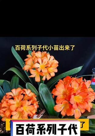君子兰子代苗与普通苗有何区别？