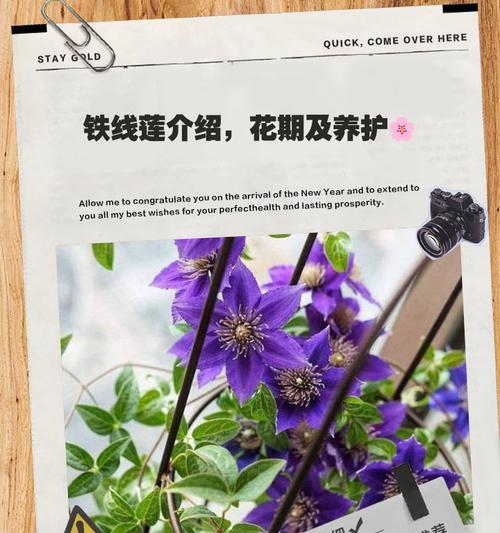 如何鉴别铁线莲品种的优劣？