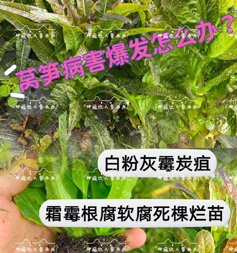 莴笋种植施肥的正确技巧是什么？