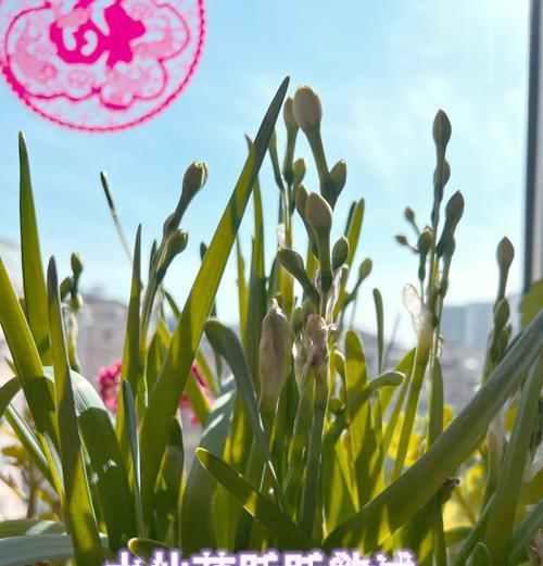 东北花圃搭建君子兰的正确方法是什么？