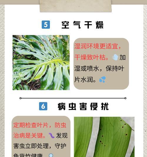 叶子长大容易发黄干枯是怎么回事？如何解决？