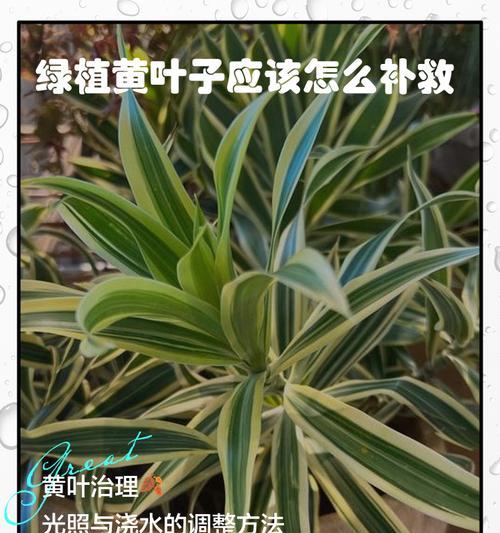 叶子长大容易发黄干枯是怎么回事？如何解决？
