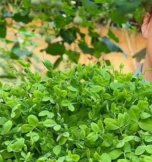 豌豆浇水的最佳时间和方法是什么？如何正确进行浇水？