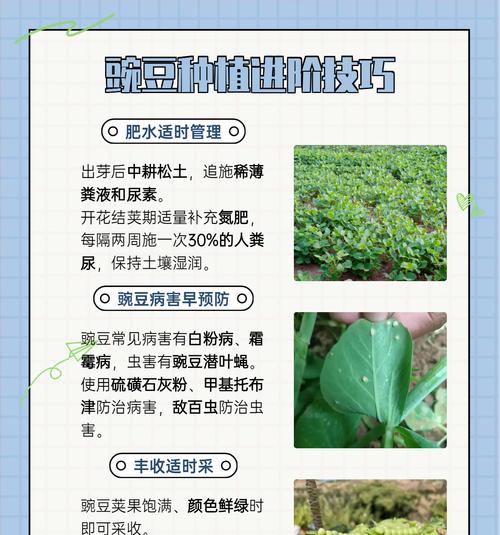 豌豆浇水的最佳时间和方法是什么？如何正确进行浇水？